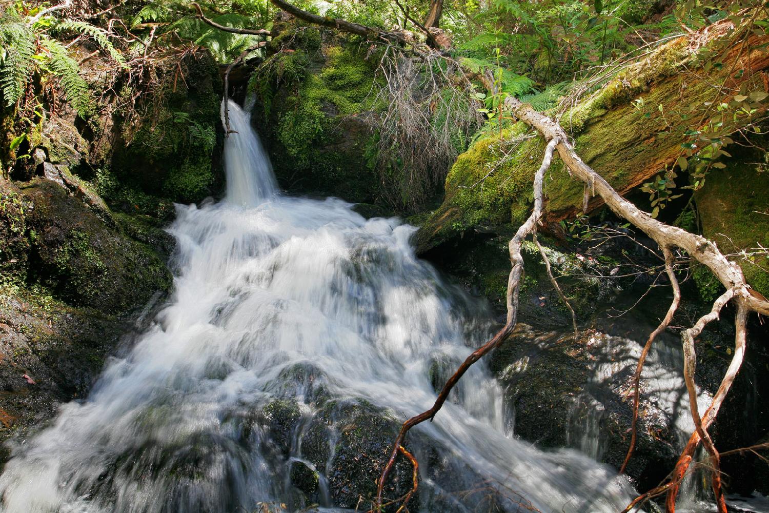 【streamed】什么意思_英语streamed的翻译_