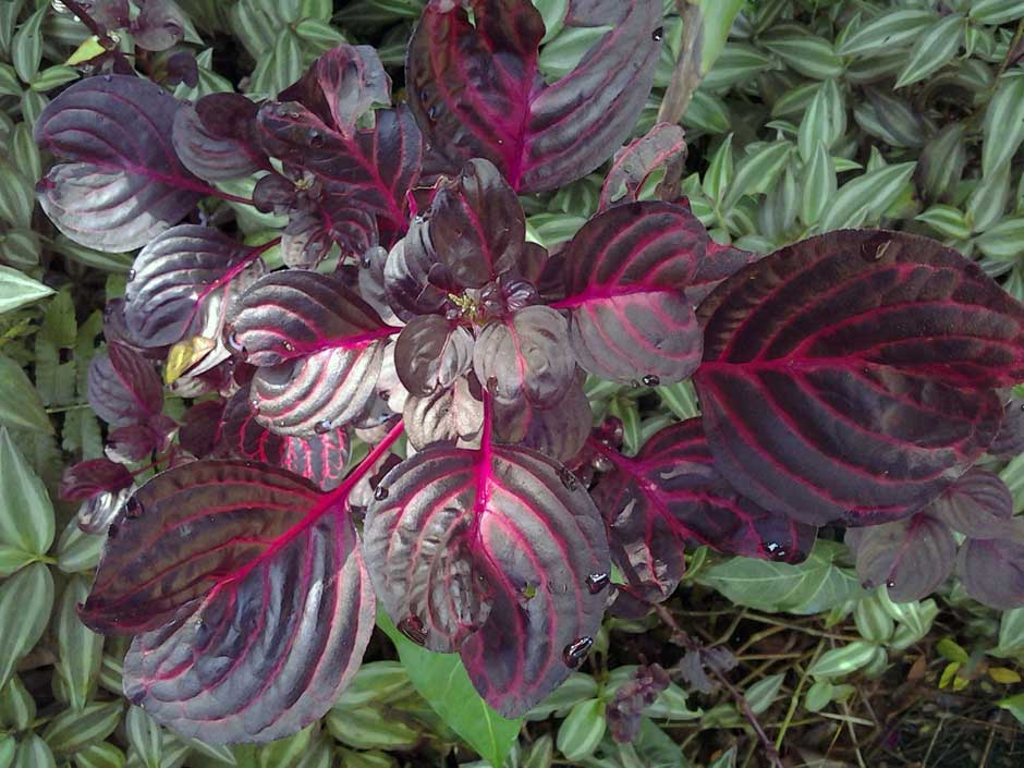 【amaranthaceae】什么意思_英语amaranthac