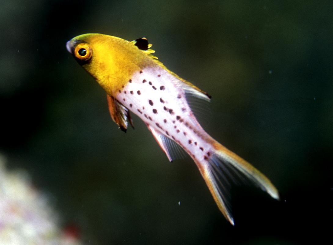 bodianus anthioides