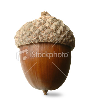 Acorn Meaning In Malayalam