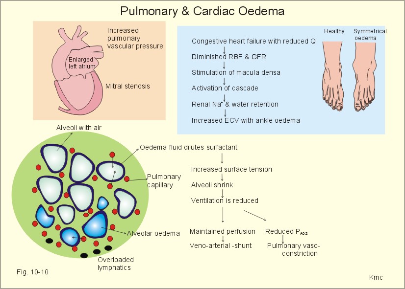 【glomerular_filtration_rate】什么意思_英语glomerular_filtration_rate的翻译_音标_读音