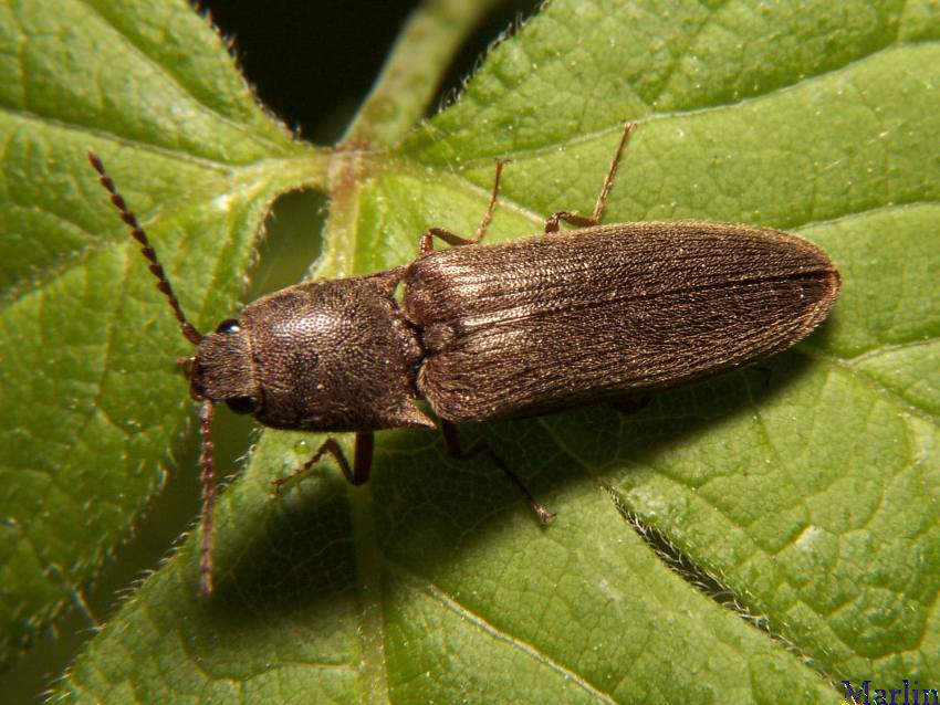 【click_beetle】什么意思_英语click_beetle的翻译