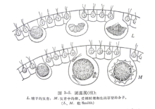 团藻