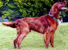 红毛爱尔兰赛特犬