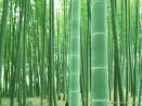 孟宗竹 孟宗竹