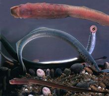 日本七鳃鳗