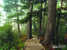 长白鱼鳞松 长白鱼鳞松