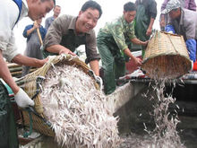 太湖白虾被捕捞