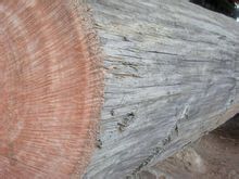 海棠木原材 海棠木原材