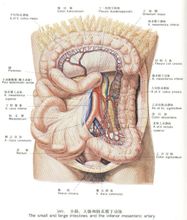 小肠、大肠图结构图