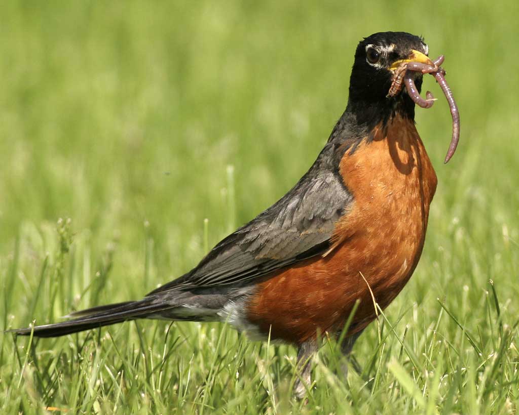 american robin