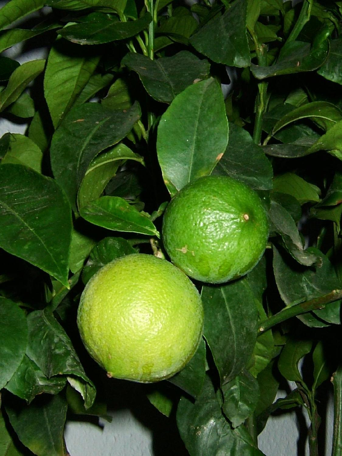 【bergamot_orange】什麼意思_英語bergamot_orange的翻譯_音標_讀音