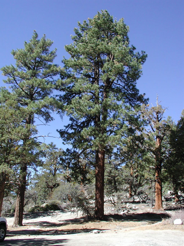 ponderosa pine