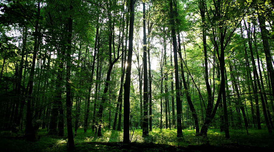 【protected_forest】什么意思_英语protected_forest的翻译_音标