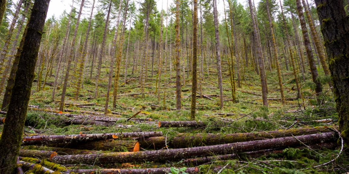 【forest_thinning】什么意思_英语forest_thinning的翻译_音标_读音